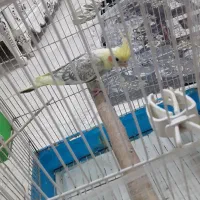 فروش عروس هلندی|پرنده|رشت, شهرک قدس|دیوار