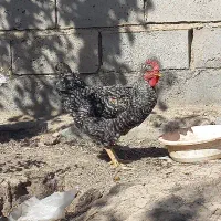 خردس جوان ارگانیک|حیوانات مزرعه|هریس, |دیوار