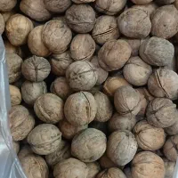 گردوپوست کاغذی