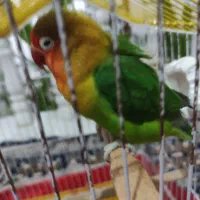 پرنده
