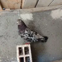 جفت سرور نر و ماده|پرنده|نوشین شهر, |دیوار