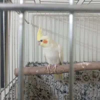 عروس هلندی مولد|پرنده|باقرشهر, |دیوار