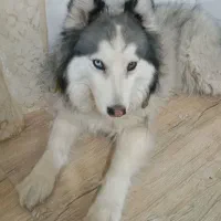 فروش سگ هاسکی خانگی