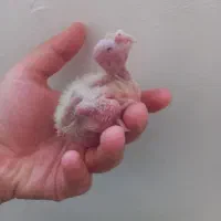 ۵عدد جوجه سرلاکی عروس هلندی ۲۵ روزه و ۱۵ روزه|پرنده|مرودشت, فیروزی|دیوار