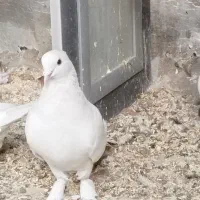 کورچین|پرنده|خرمدره, |دیوار