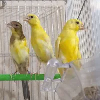 قناری جوجه طلایی