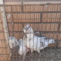 کبوتر نر عالی