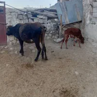 گاوهای جوان