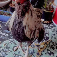 فروش خروس و مرغ