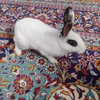 خرگوش و باکس اسنب|موش و خرگوش|کرج, برغان|دیوار