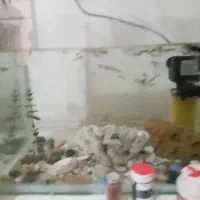 آکواریوم وتمام وسایل وماهی ها بع فروش میرسد|ماهی|سیستان, |دیوار