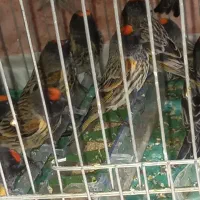 گلبسر نر خوشگل