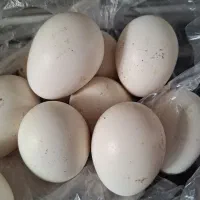 تخم نطفه دار لاری