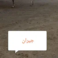 مادیان کرد|اسب و تجهیزات اسبسواری|ملایر, |دیوار