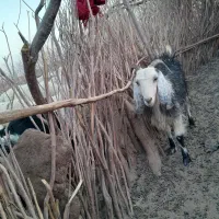 بزغاله گم شده