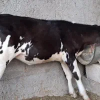 گوساله ماده