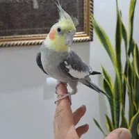 یه جفت عروس هلندی خوشگل و بازیگوش|پرنده|اصفهان, مهدی آباد|دیوار