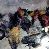 فروش چن عدد خروس محلی درشت