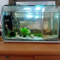 اکواریوم با تمام تجهیزات و ماهی