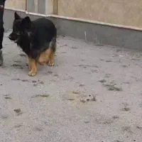 ژرمن شیب دار نرو ماده باتوله|سگ|کرج, شهرک رازی (حصارک)|دیوار