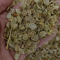 بذر کرفس، بنسرخ، چویل، موسیر کوهی