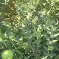 نهال عناب اوکراینی|خدمات باغبانی و درختکاری|بیرجند, |دیوار