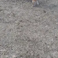 گوسفند بره توغلی|حیوانات مزرعه|مشگین شهر, |دیوار