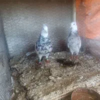 کبوتر