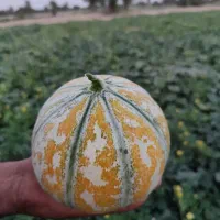 سم پاشی با پهپاد|خدمات باغبانی و درختکاری|میناب, |دیوار