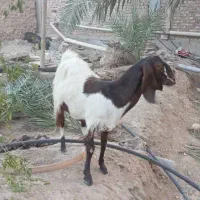 بز ماده|حیوانات مزرعه|سراوان, |دیوار