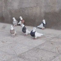 کبوتر طوقی|پرنده|کبودرآهنگ, |دیوار