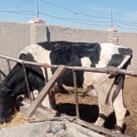 گاو شکم یک صنعتی