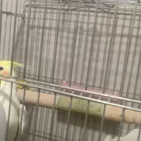 عروس هلندی|پرنده|کرمان, |دیوار