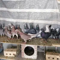 کبوتر پلاکی شهری بهبهونی