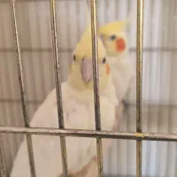 مولد به ضمانت تخم و جوجه