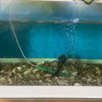 آکواریوم|ماهی|لاهیجان, خمیر کلایه|دیوار