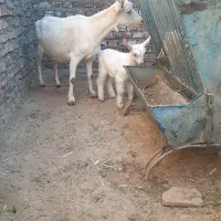 بز سانن|حیوانات مزرعه|قائن, |دیوار