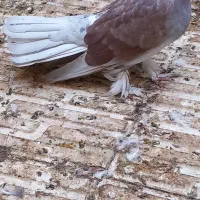 کبوتر نر چتری|پرنده|قم, بوستان علوی|دیوار