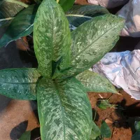 گل دیفن باخیا|گل و گیاه طبیعی|قم, خداکرم|دیوار