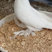 کبوتر زینتی|پرنده|اصفهان, سپاهان‌شهر|دیوار