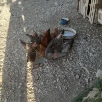 مرغ فروش|حیوانات مزرعه|دهلران, |دیوار