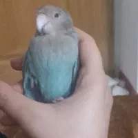 طوطی برزیلی گمشده