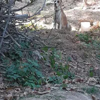 سگ گوسفندی|سگ|شیروان (خراسان), |دیوار