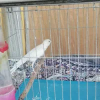 قناری دهن زن|پرنده|فسا, |دیوار