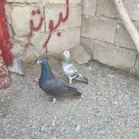 چهار جفت کبوتر تمیز