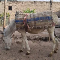 خر ماده جوان