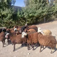 بره نر و ماده داشتی|حیوانات مزرعه|زالیان, |دیوار