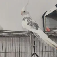 عروس هلندی جفتش ۴م