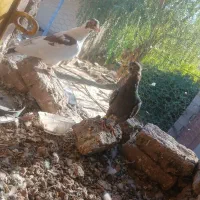 کبوتر|پرنده|گلبهار, شهر جدید گلبهار|دیوار