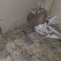 پلاکی|پرنده|شیراز, تلخ داش|دیوار